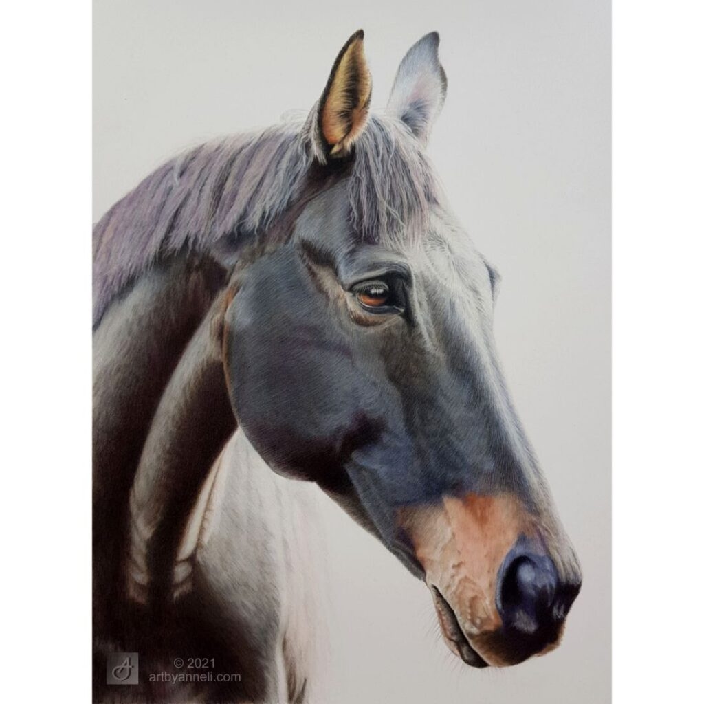 Horse portrait - colored pencils on black paper by Amayensis